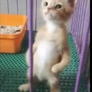 挺能闹
