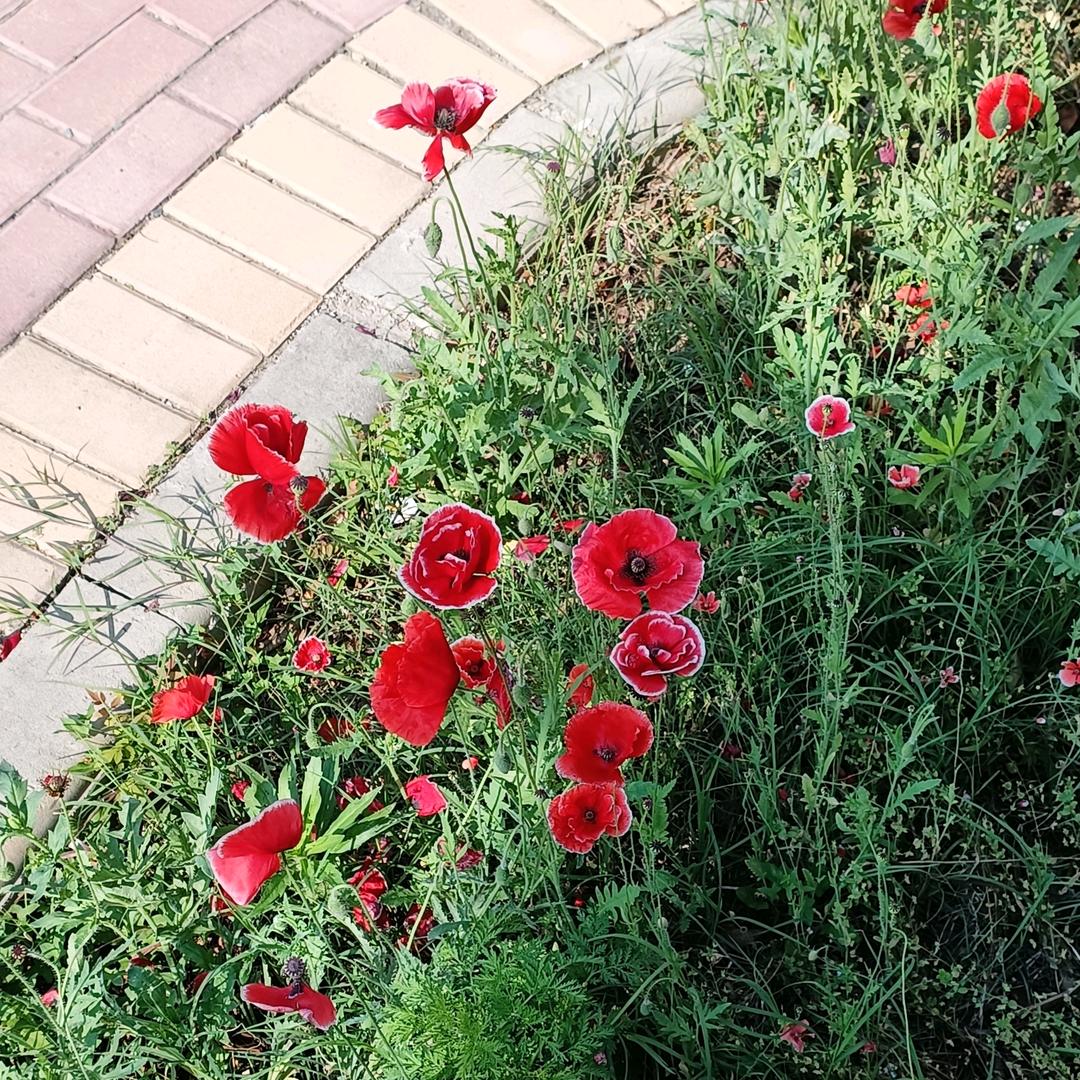 玉玲