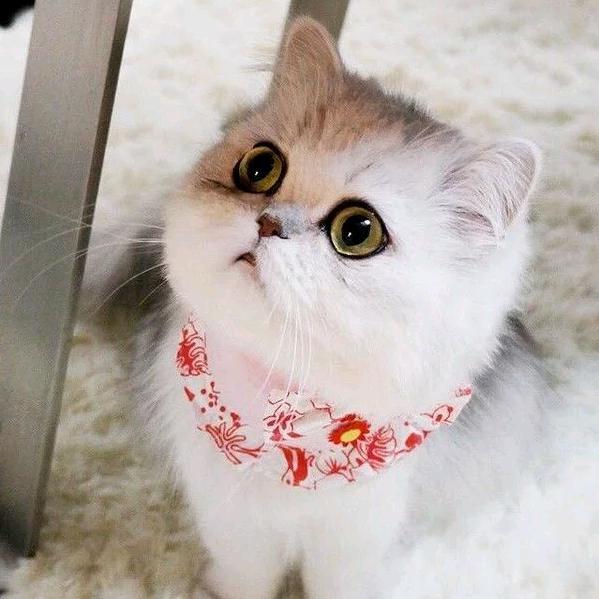 炫月绮梦头像