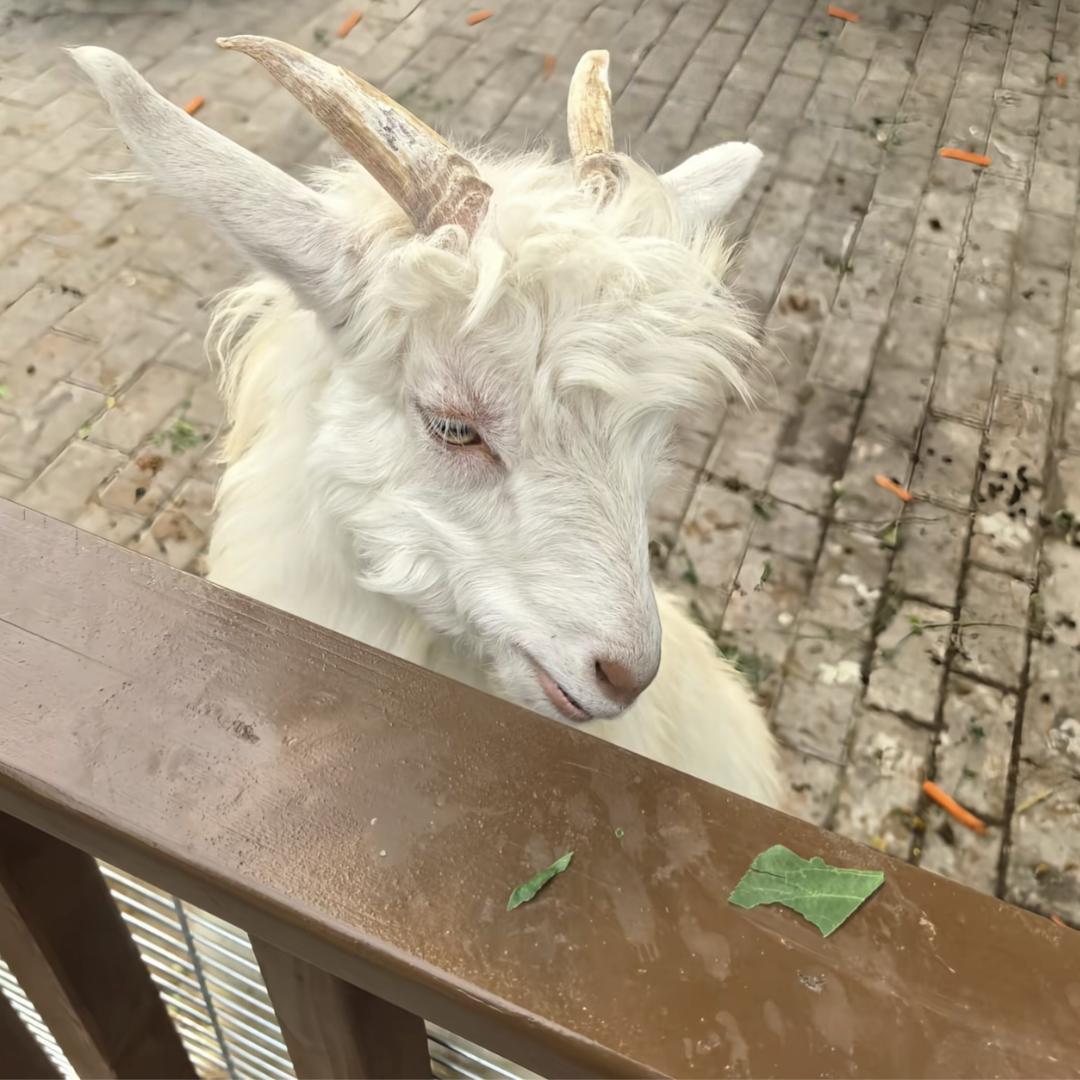 大亮哥的地果
