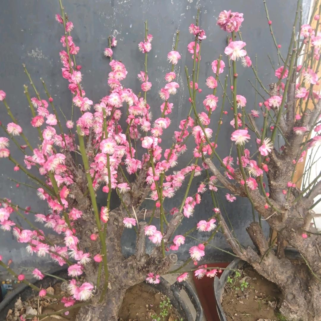 指着和尚骂秃驴