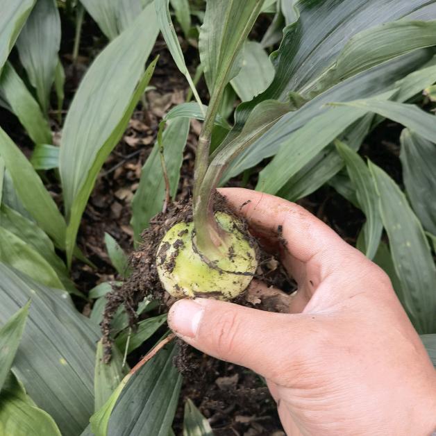 枫禾农业—毛慈菇种植基地