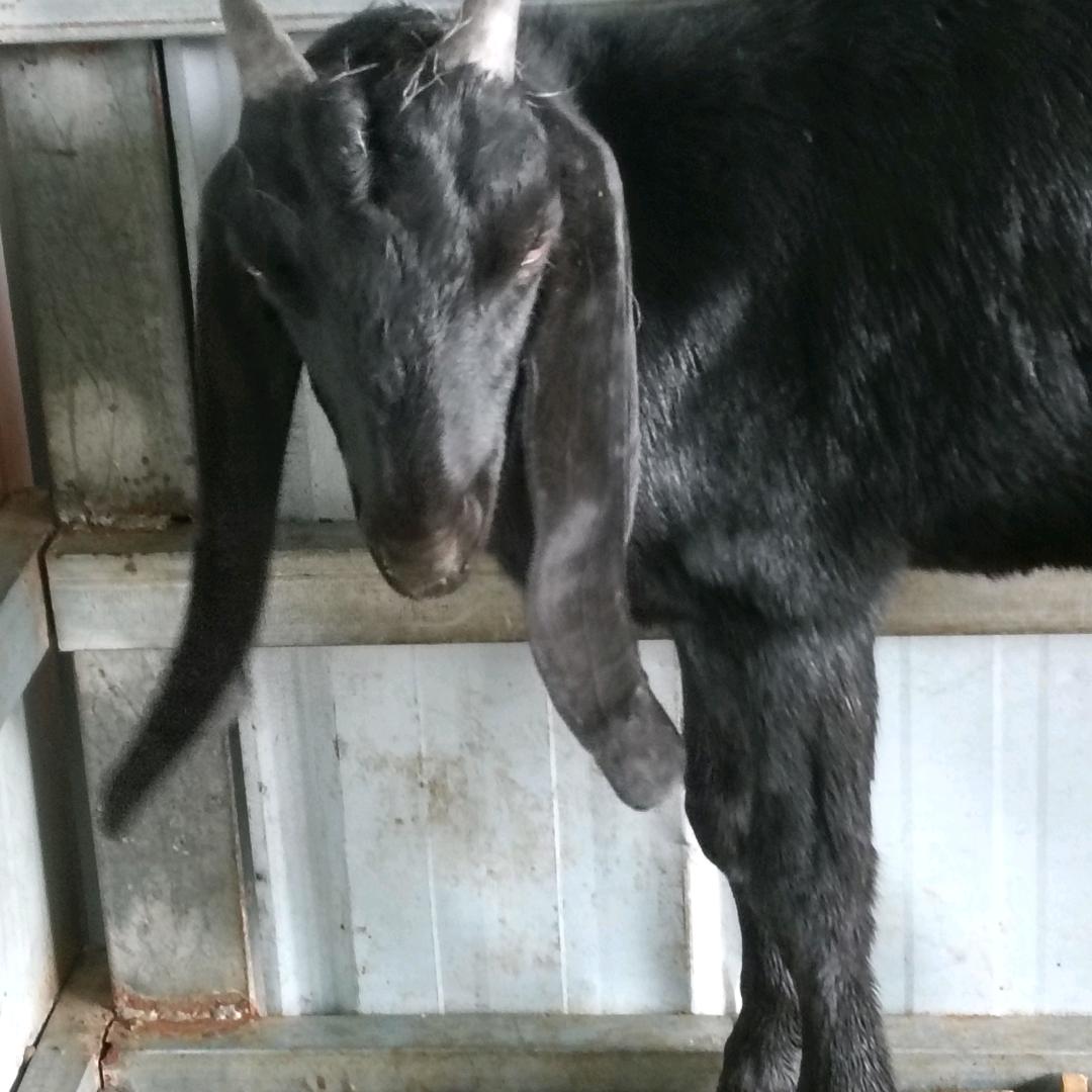 （杨龙哥）养殖努比亚黑山羊基地