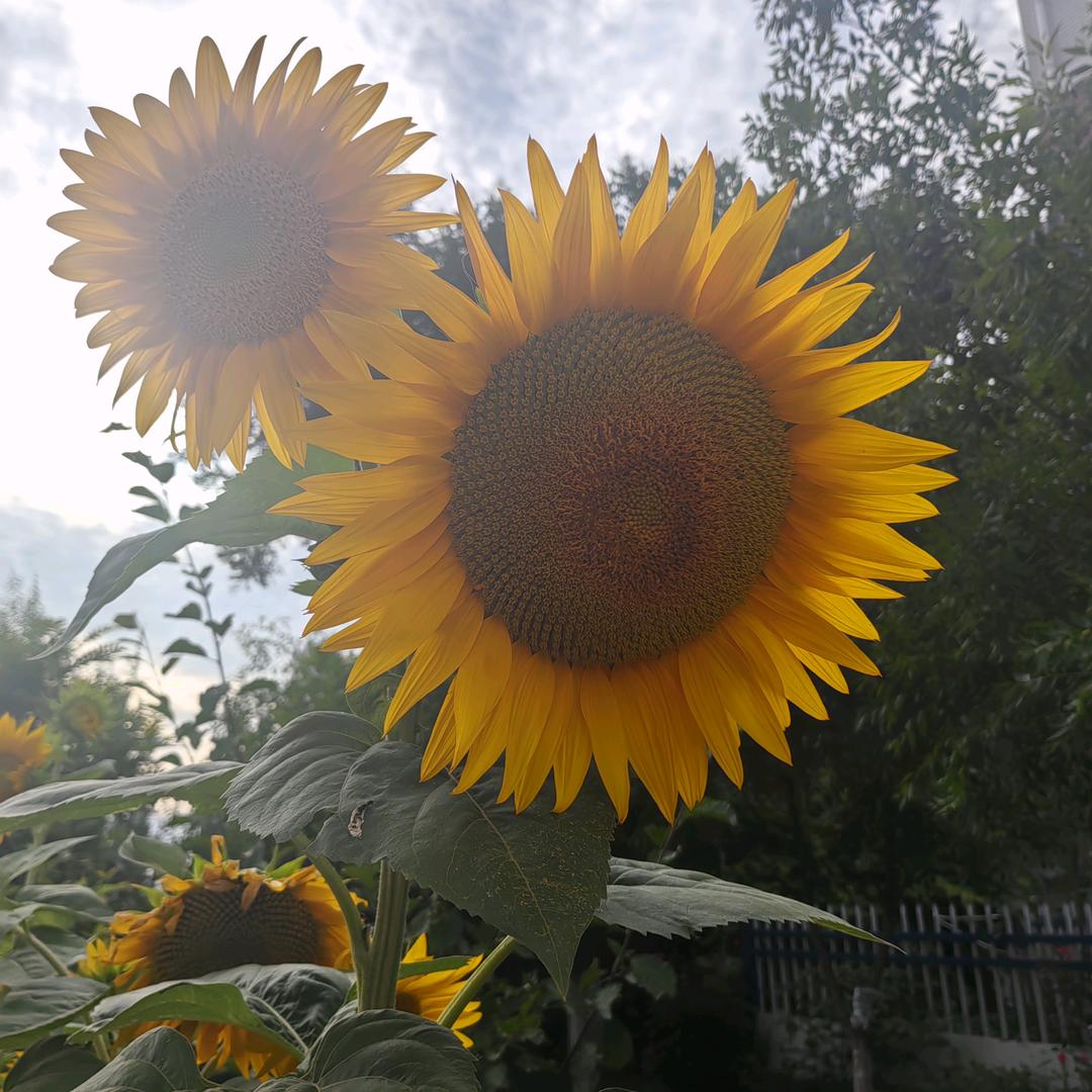 繁花🌻