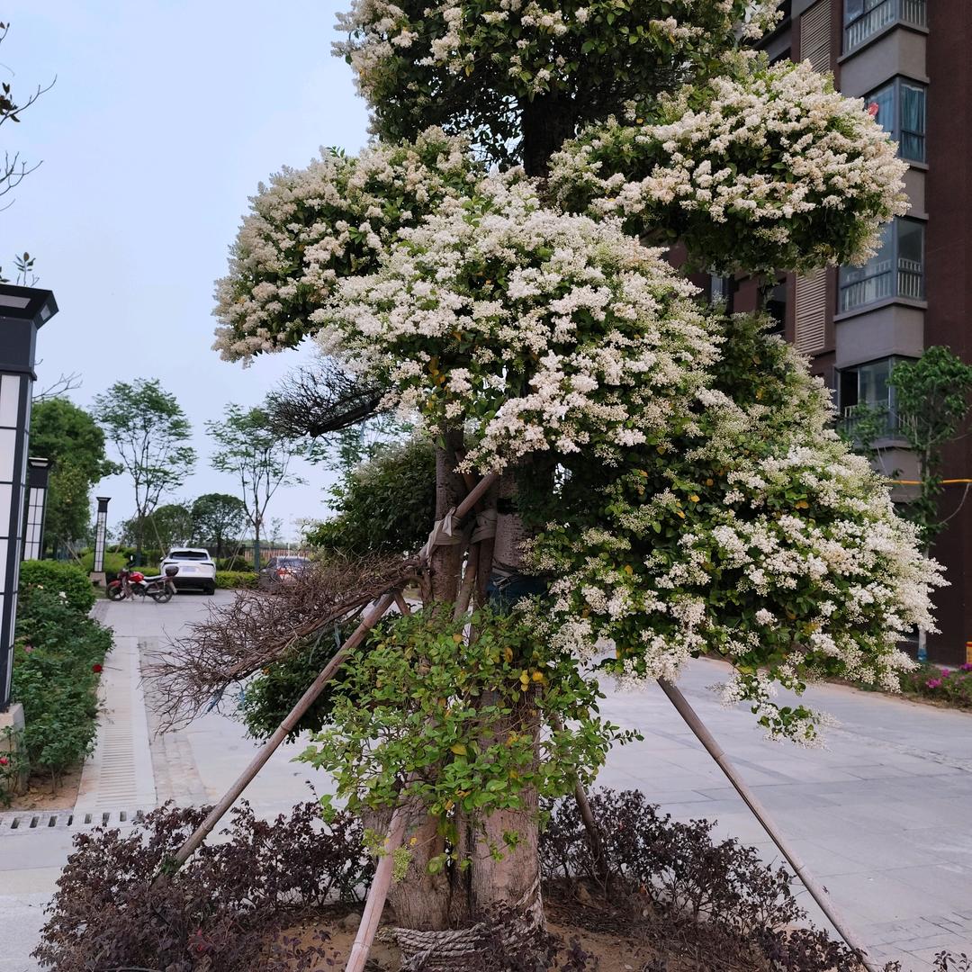 好运伴我行🌹🌹🌹