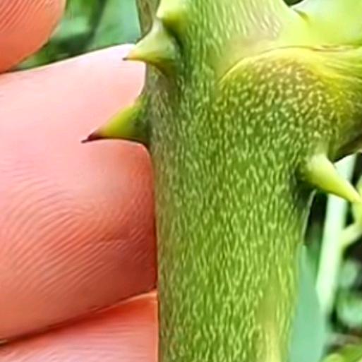 大炮之王，聊到你服不服？