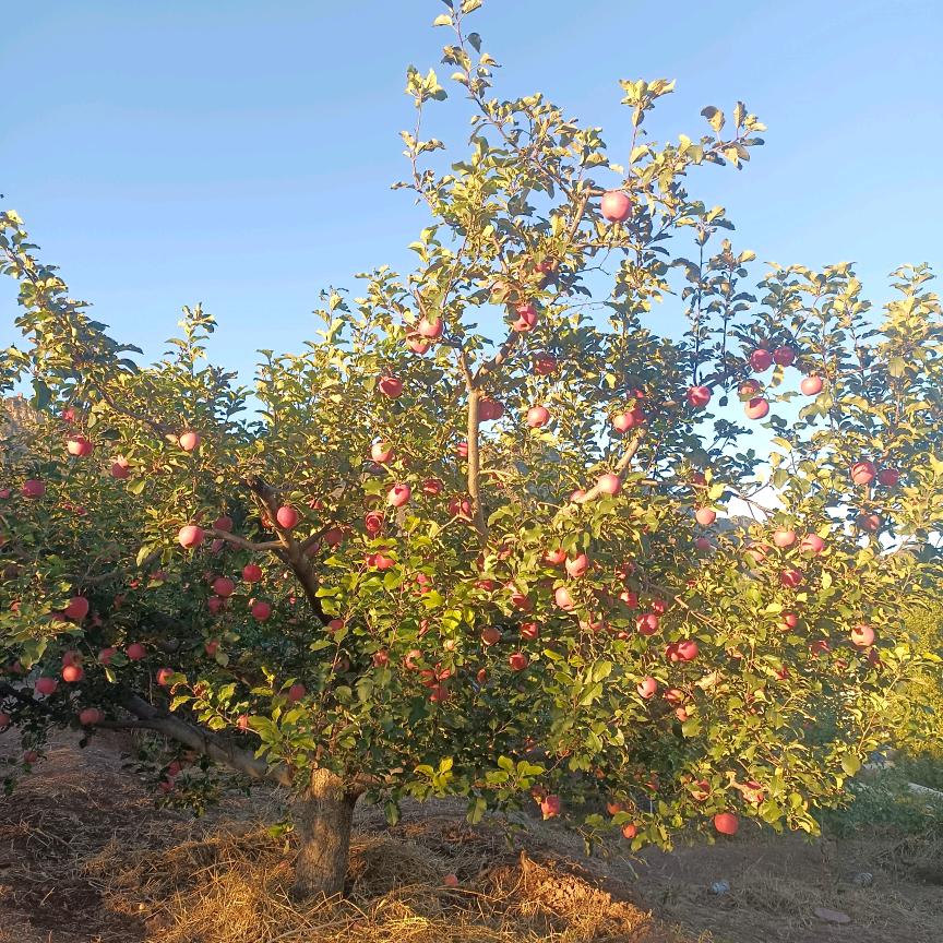 💞💥月光💥💞