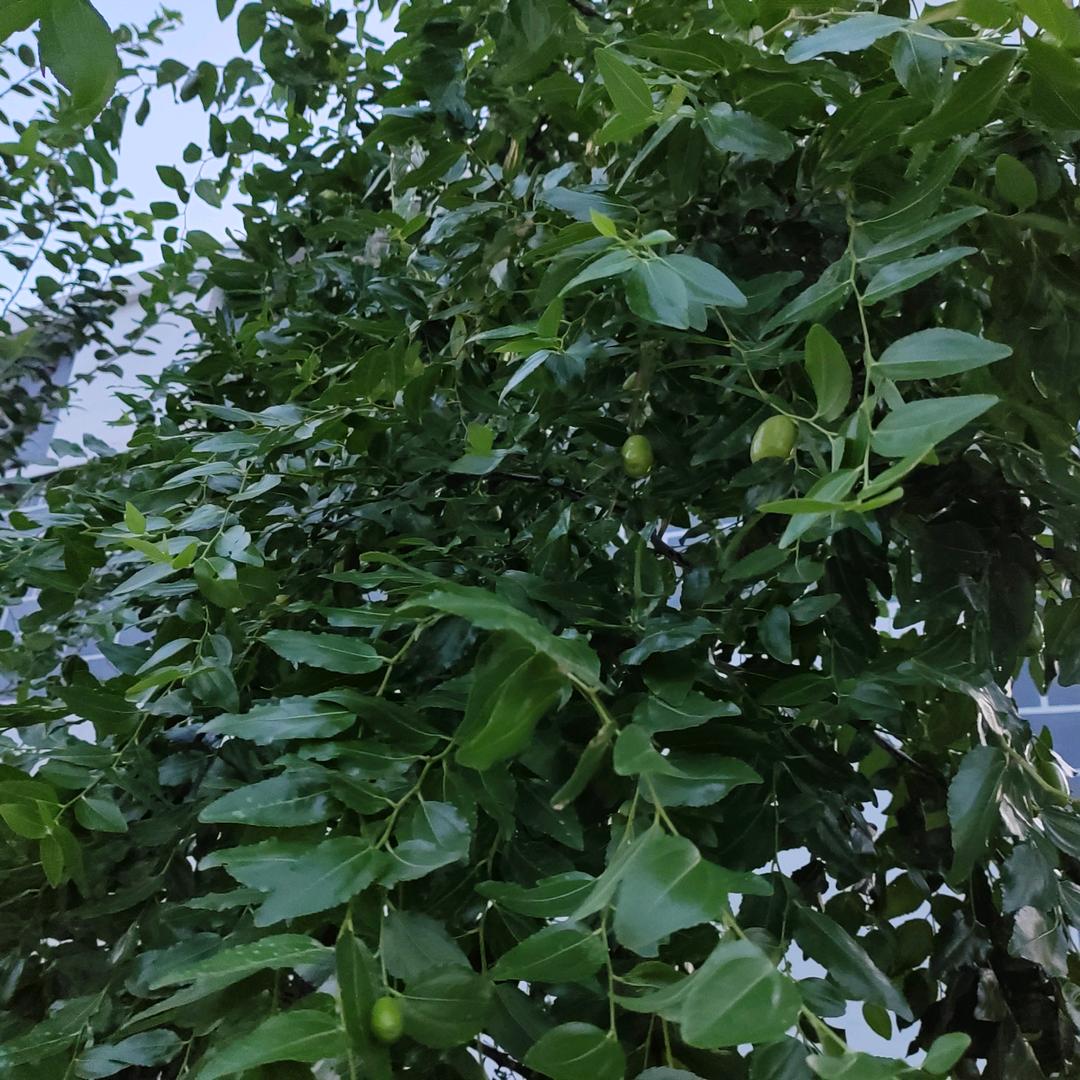 （霞涛）琪欣萱