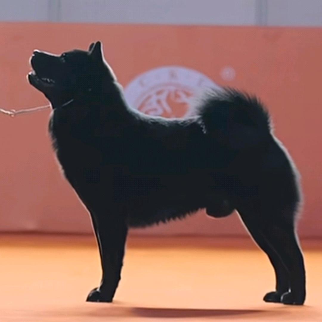 宠物缘（兴宁）