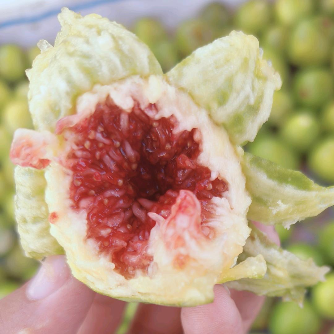 小小无花果