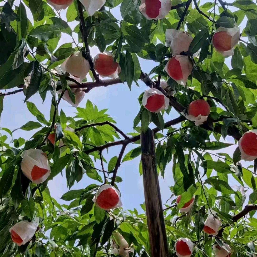 龙泉水蜜桃优品小铺