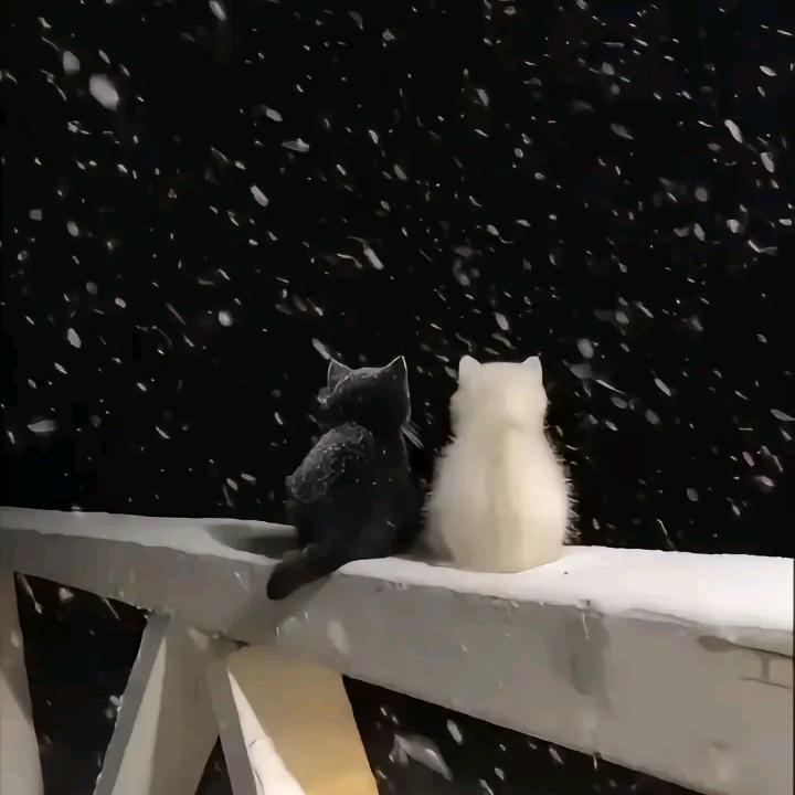 查理和猫🐱