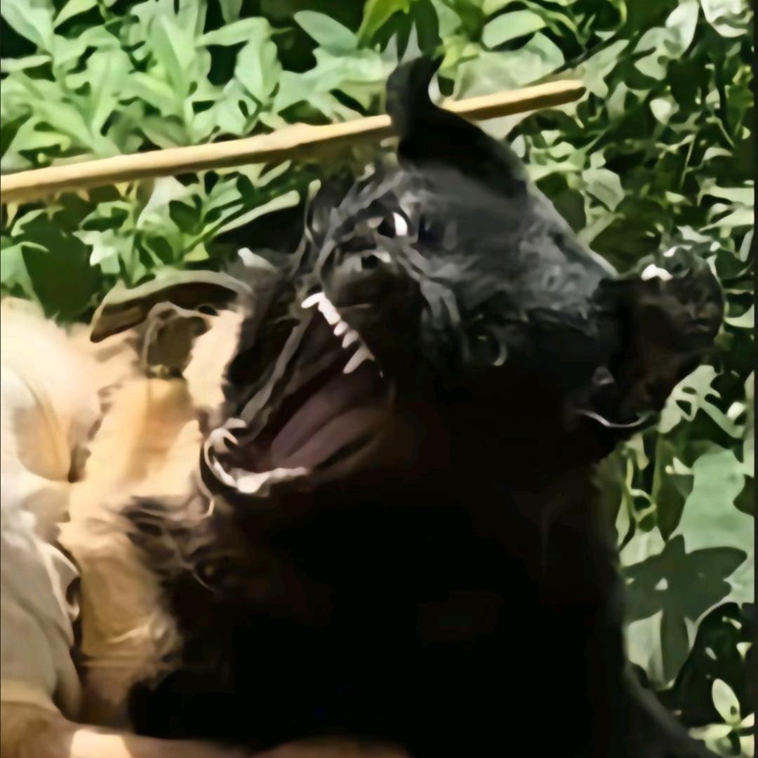 宵叶