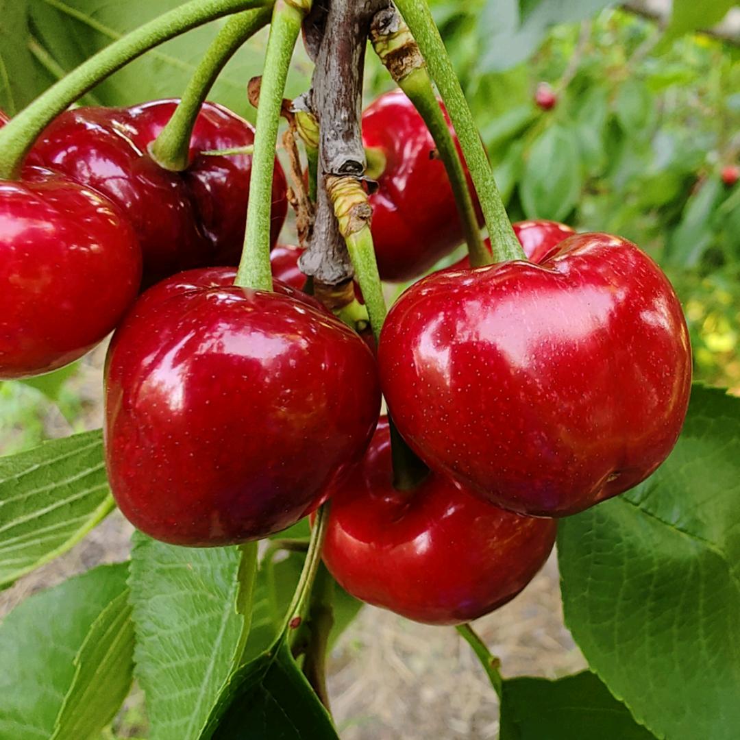 涛哥🍒