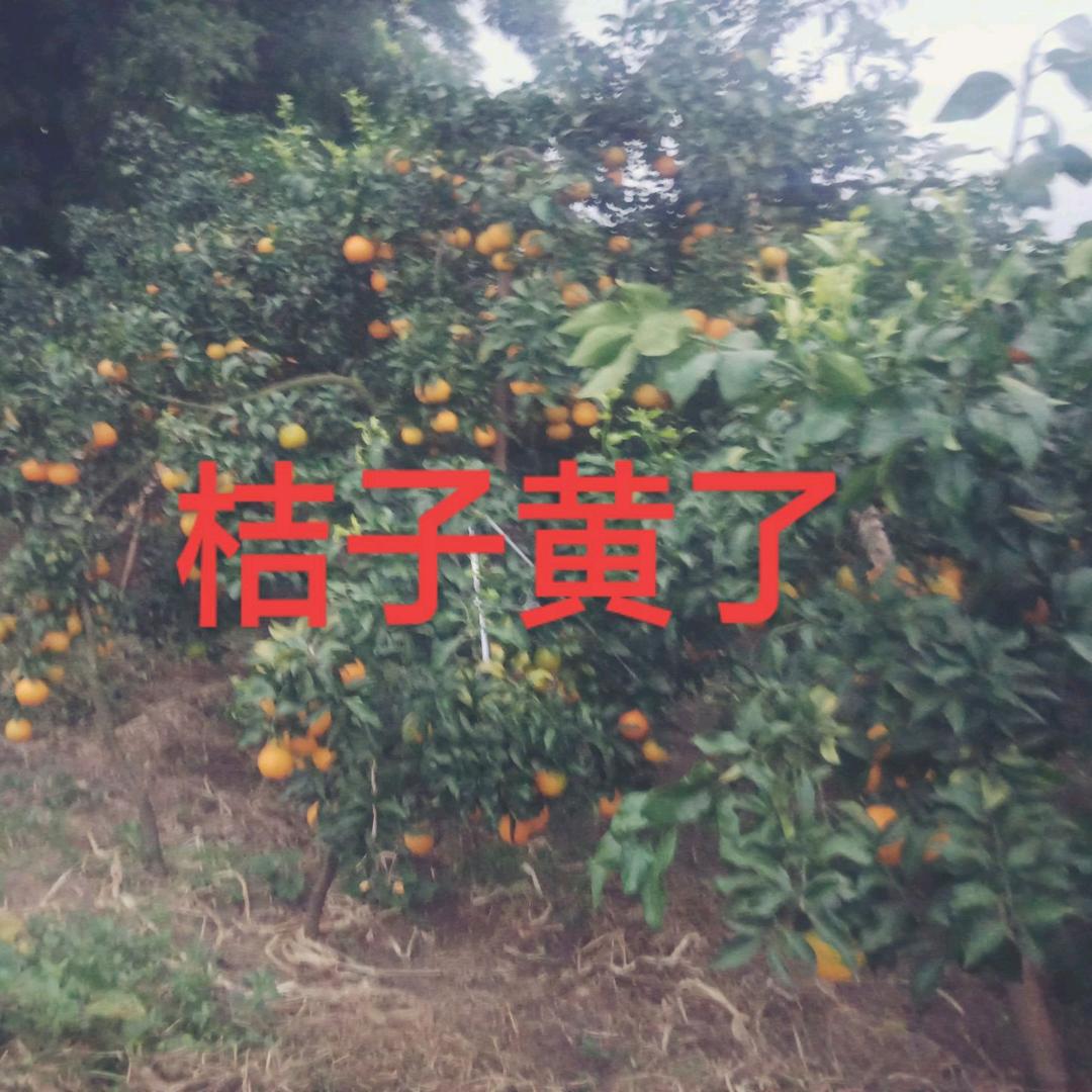 郭哥
