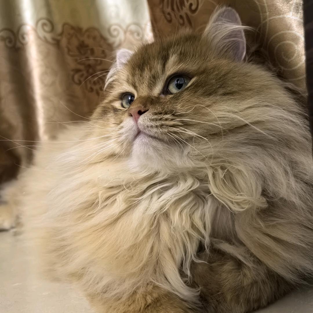 冰美式不要冰☕