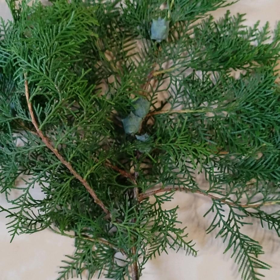乾老板中药材种植