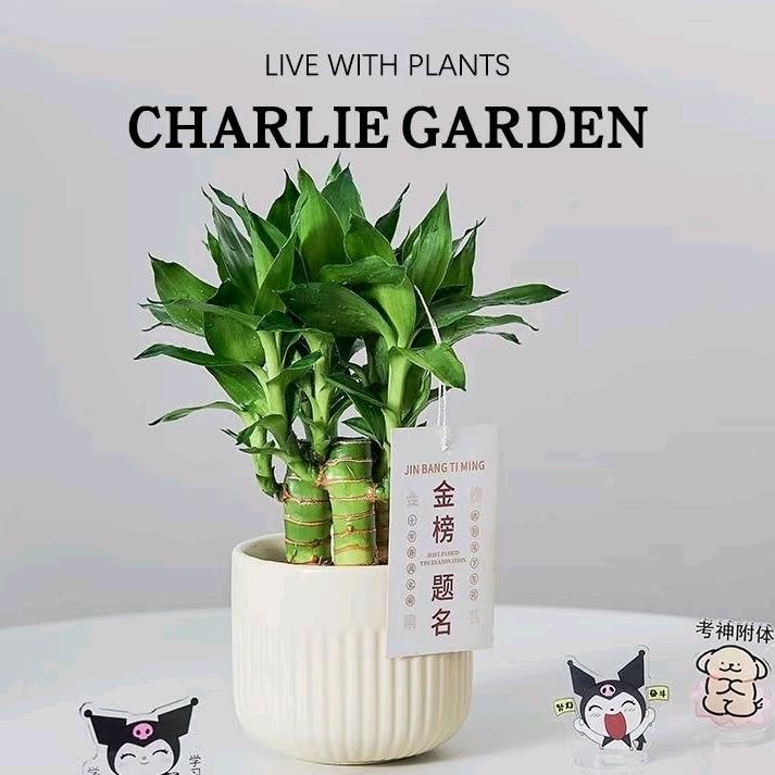 【钊扬教育】李老师