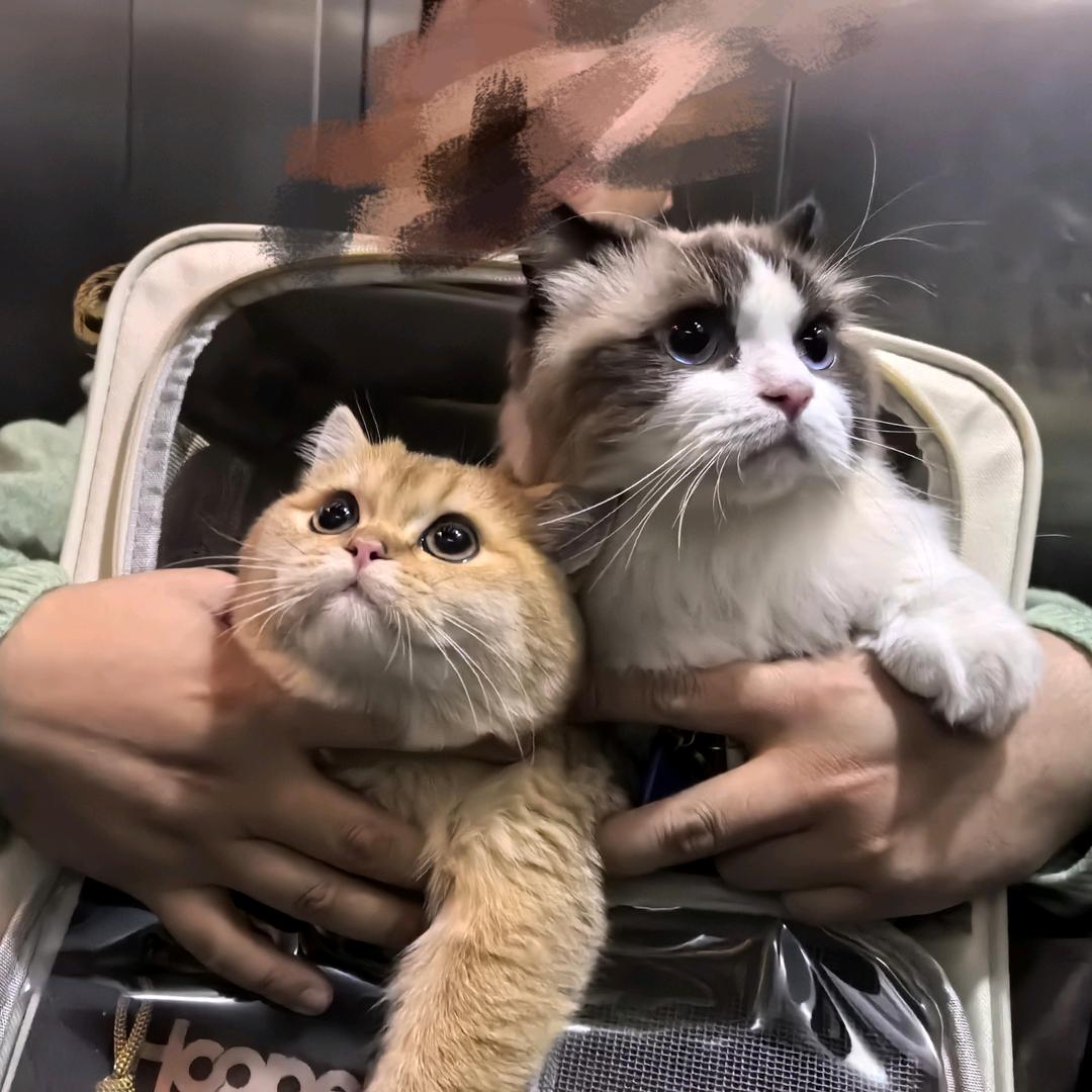 我家的馒头不是猫🐱