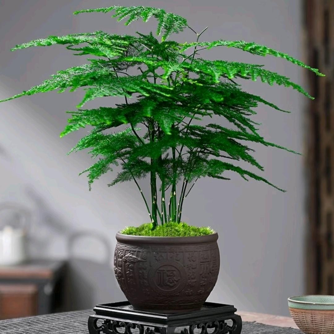 杭州绿植批发