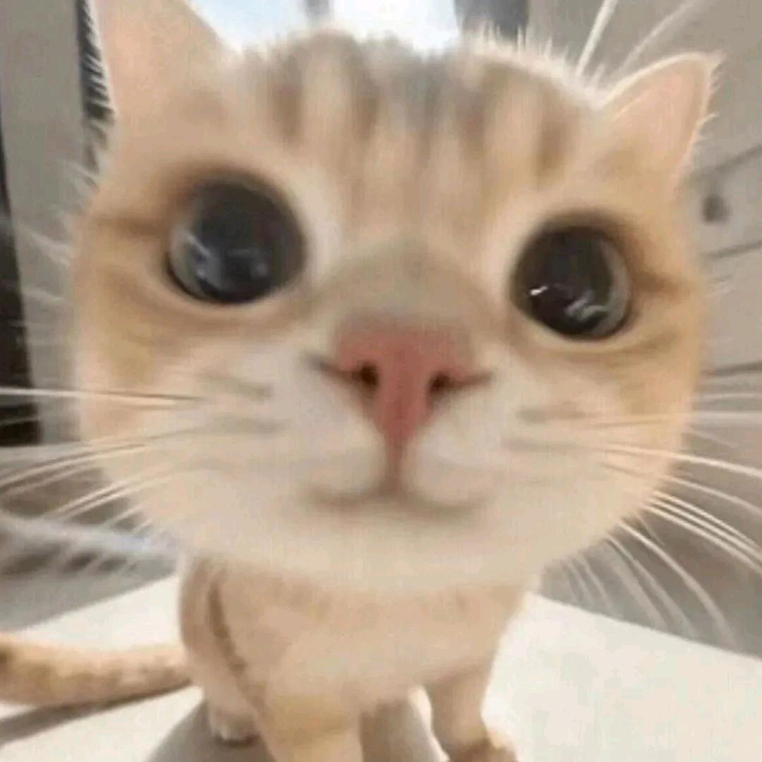 萝萝