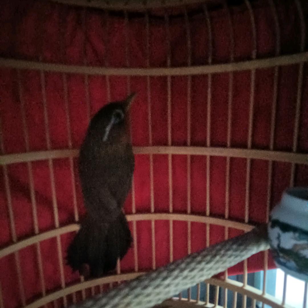 爱好养鸟