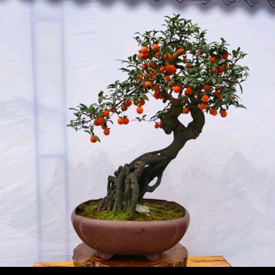 小老表园艺（金弹子）