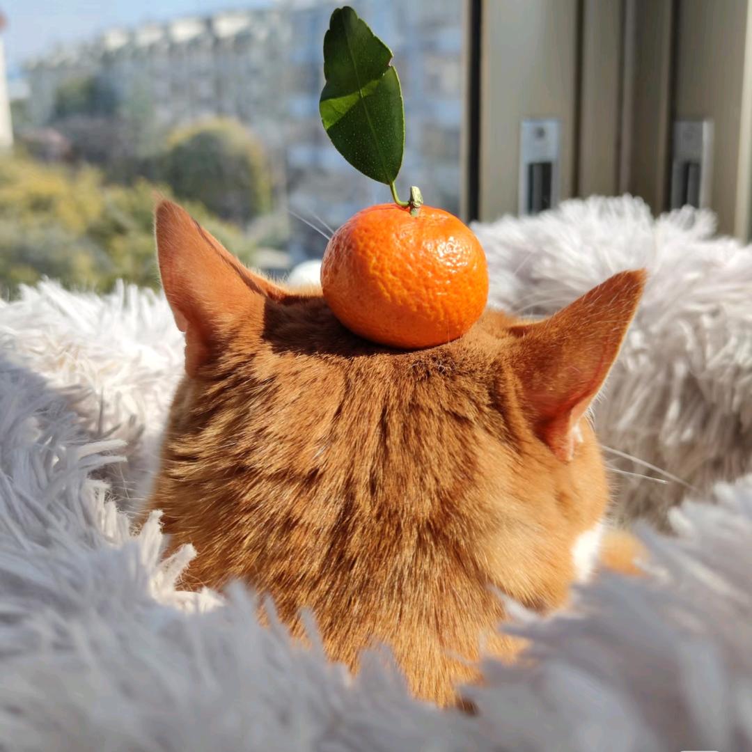 牡丹江宠物殡葬