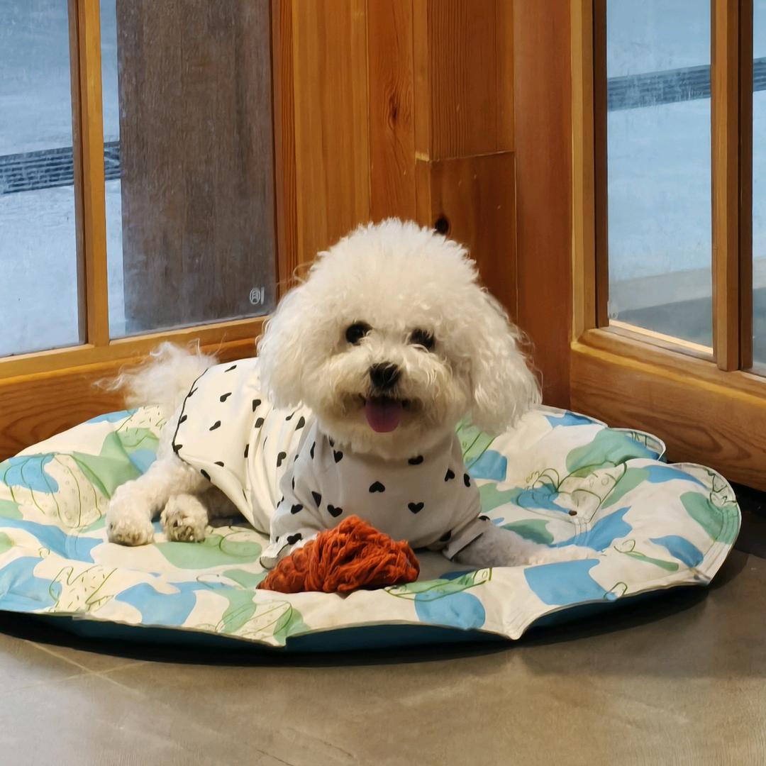 石榴是只小比熊