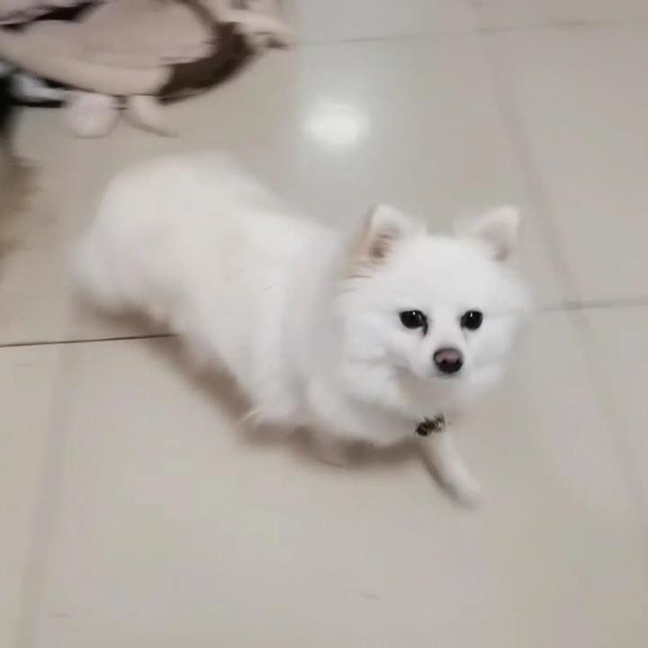 活泼爱生活的球球