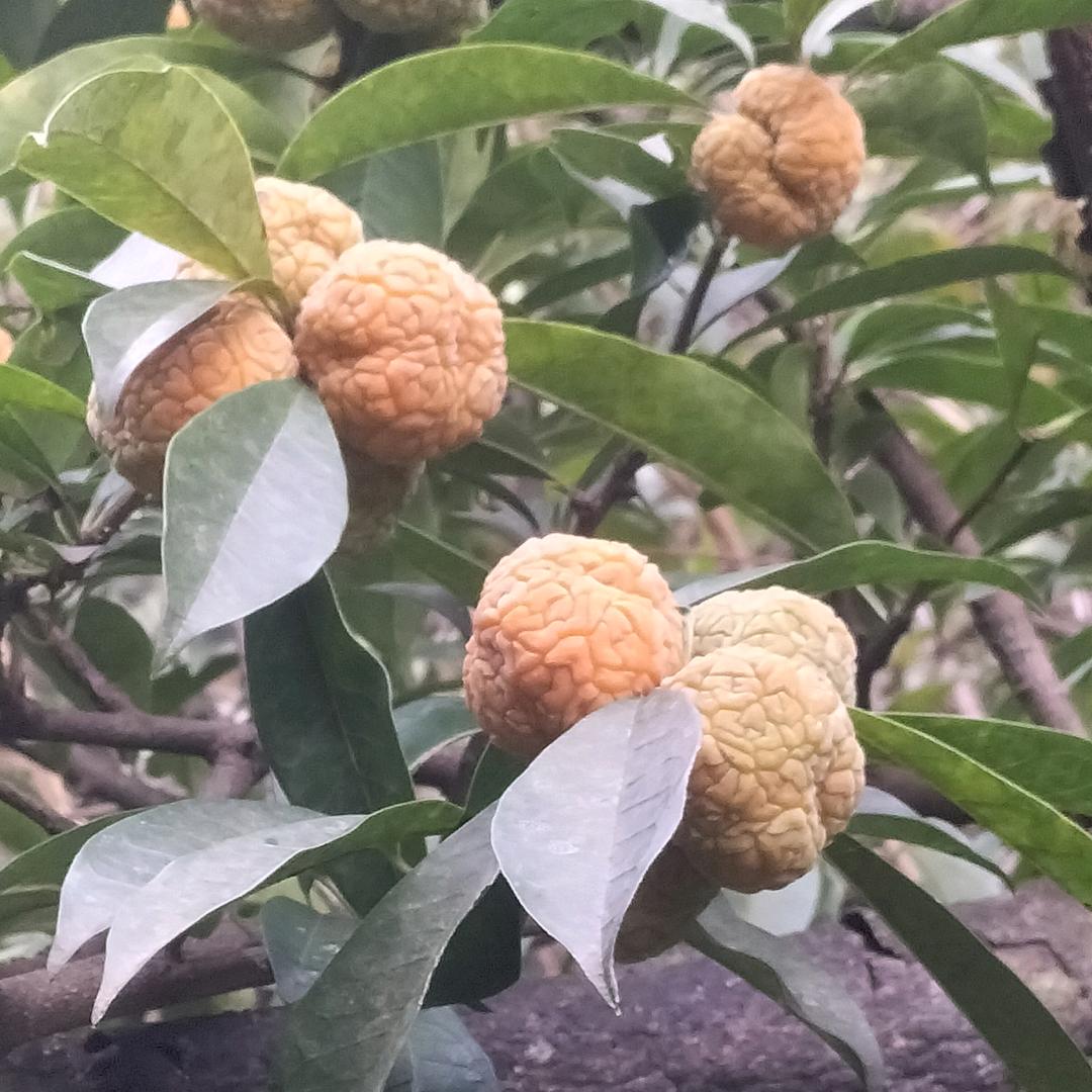 采药人