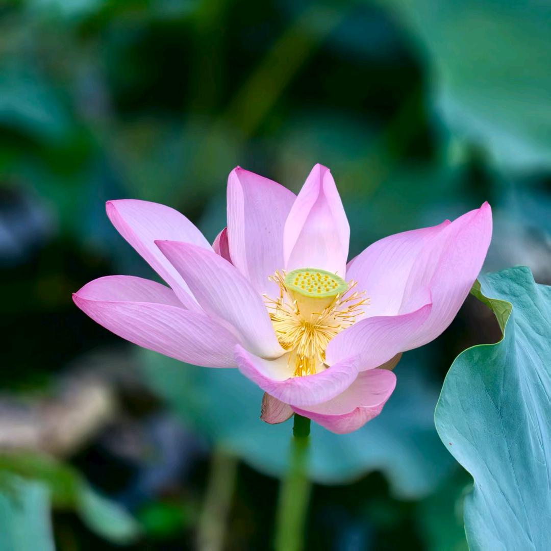 心花