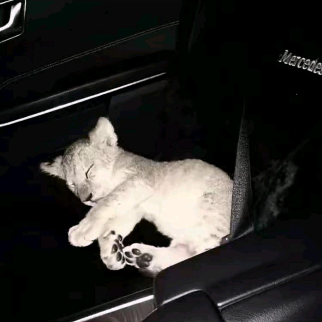 👅🐶
