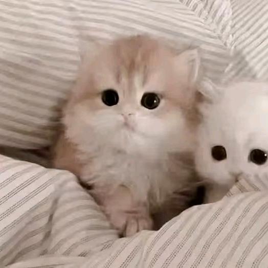 蓝灰鱼^୧⍤⃝🏸