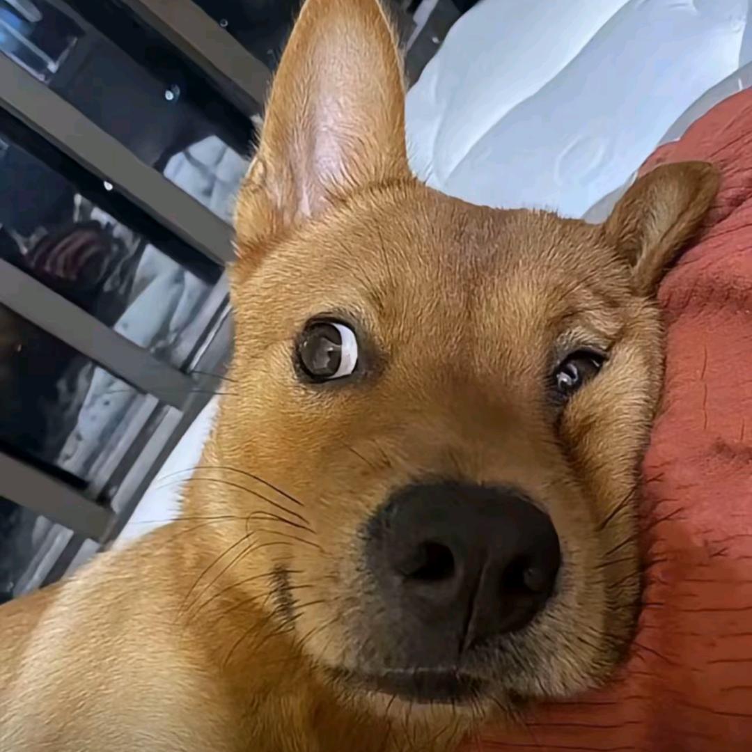 冷蛮诗