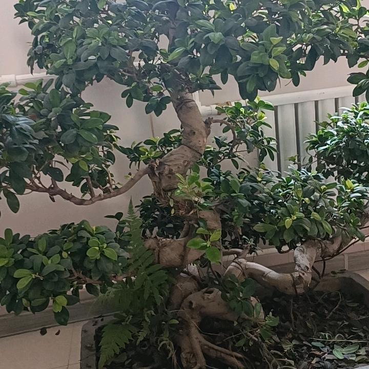 博懿