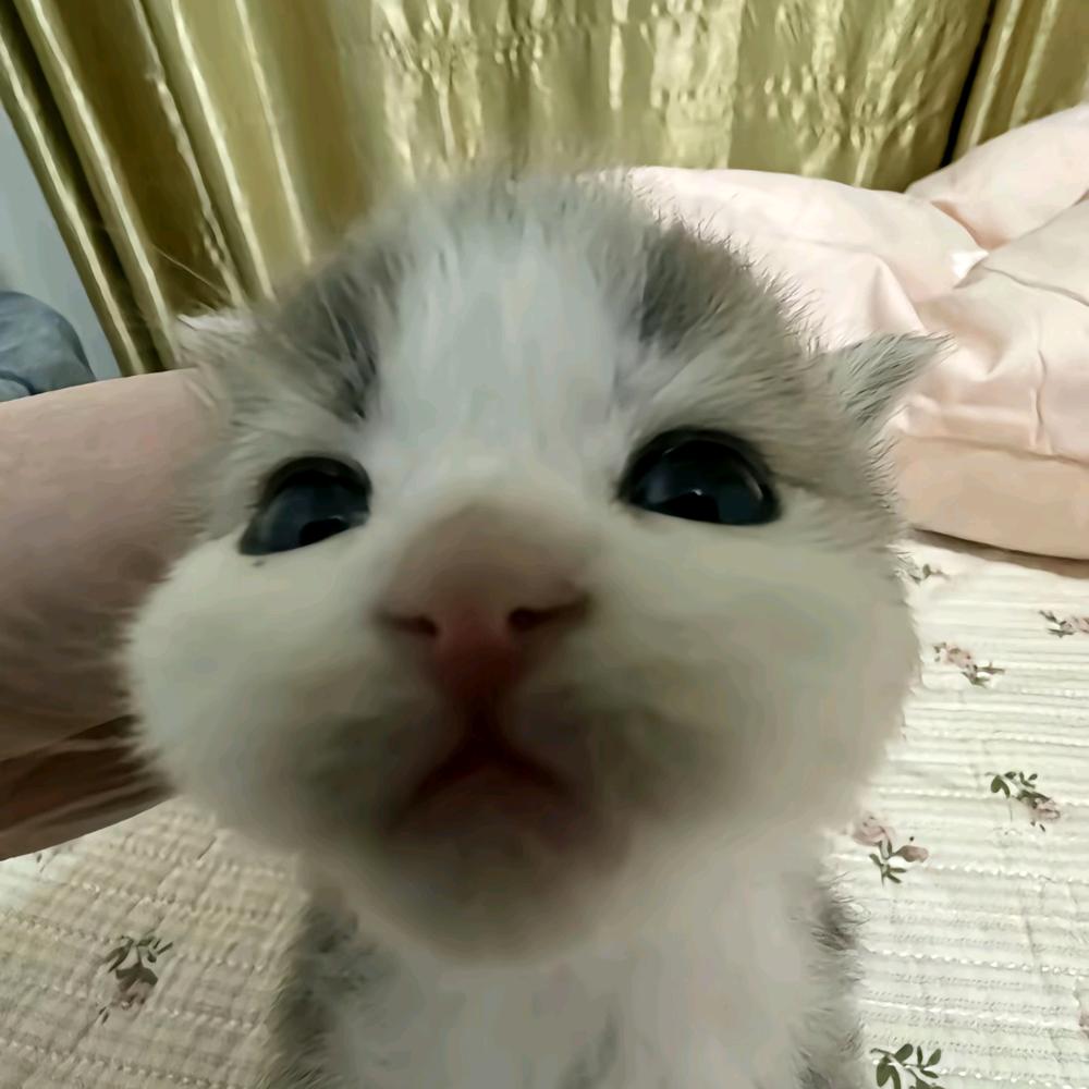 糖醋cc^