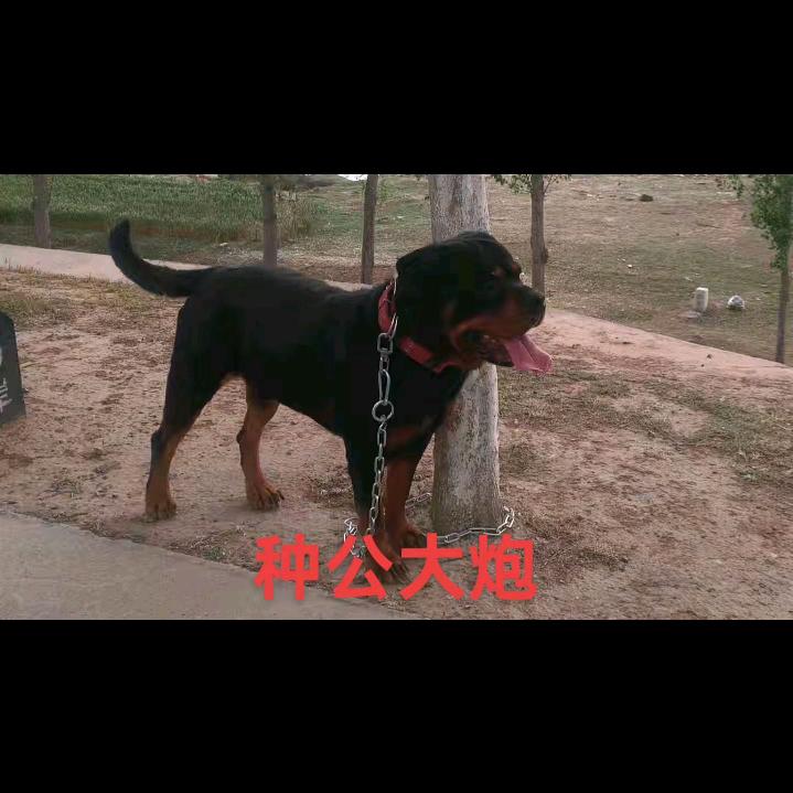 封心锁爱（纯德系罗威纳）