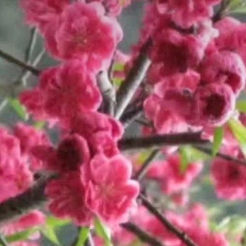 梅花世娥