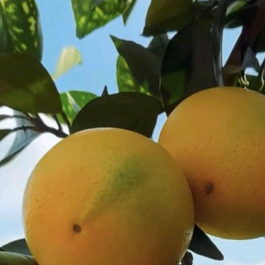 赣南脐橙金梦园