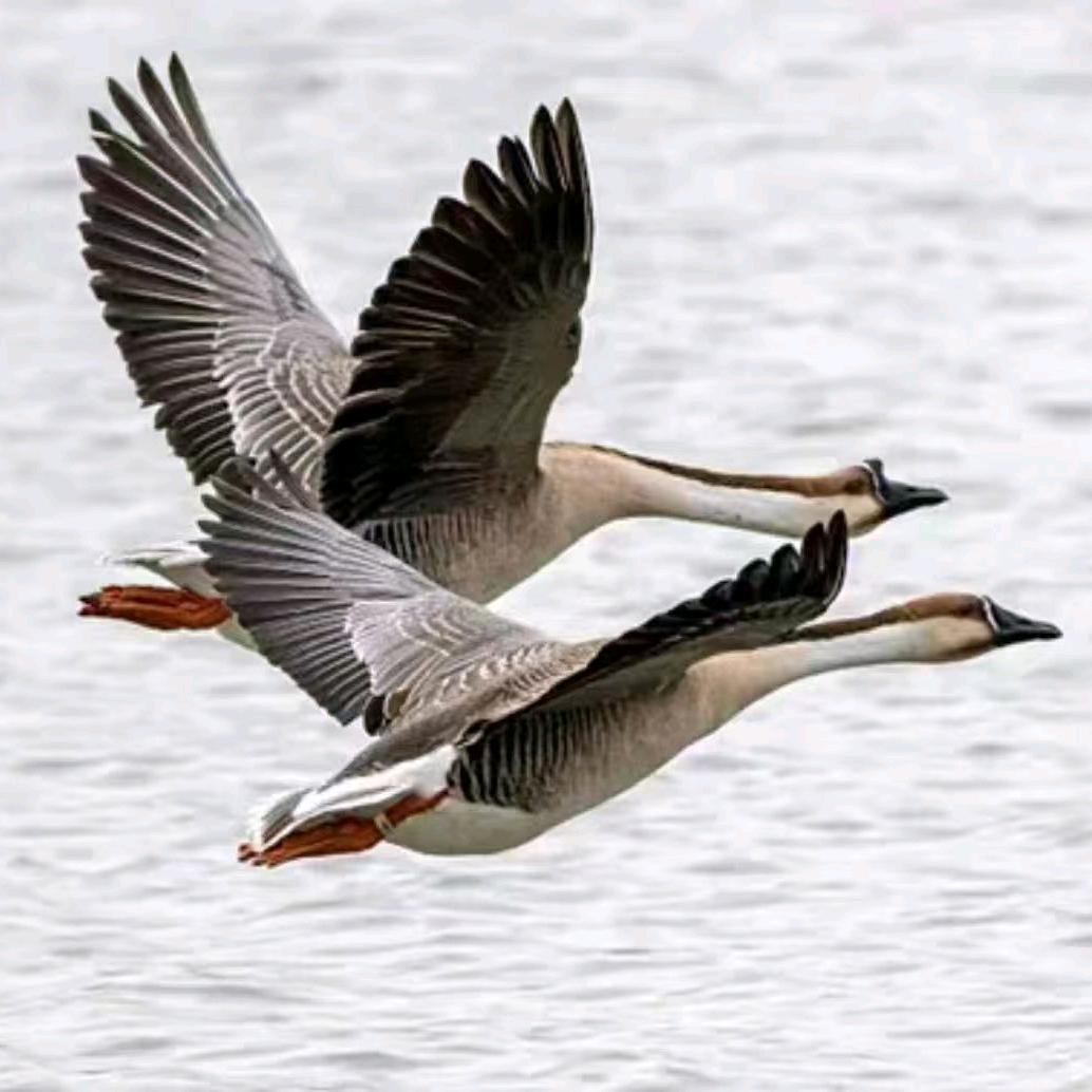 惠鲜生态肉制品专营店