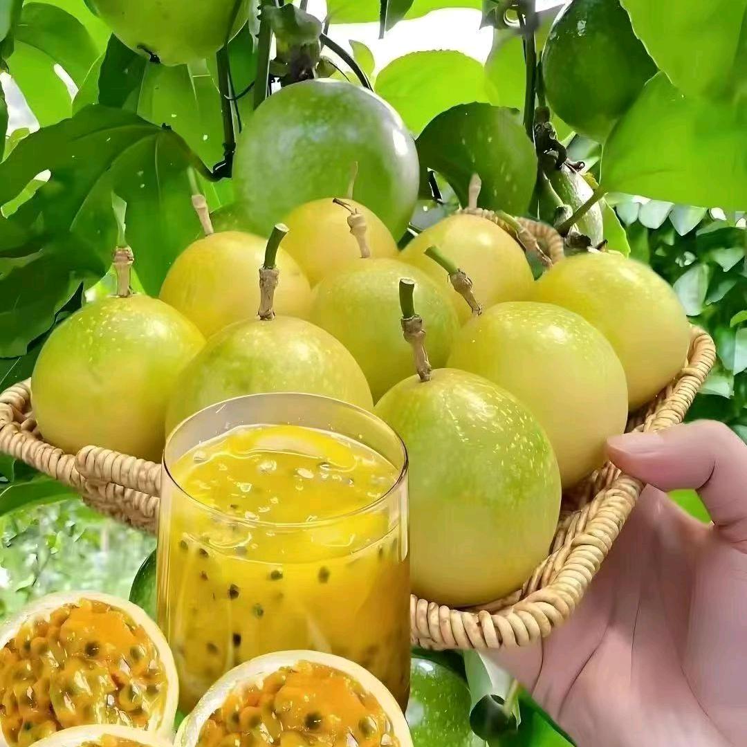 黄金百香果
