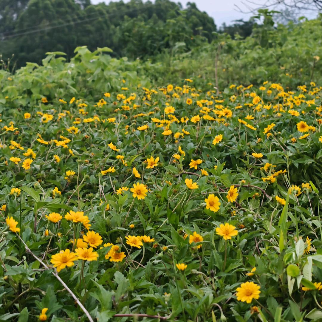 ᭄ℯ⃝释ღ᭄ꦿ꯭然꧔ꦿ℘