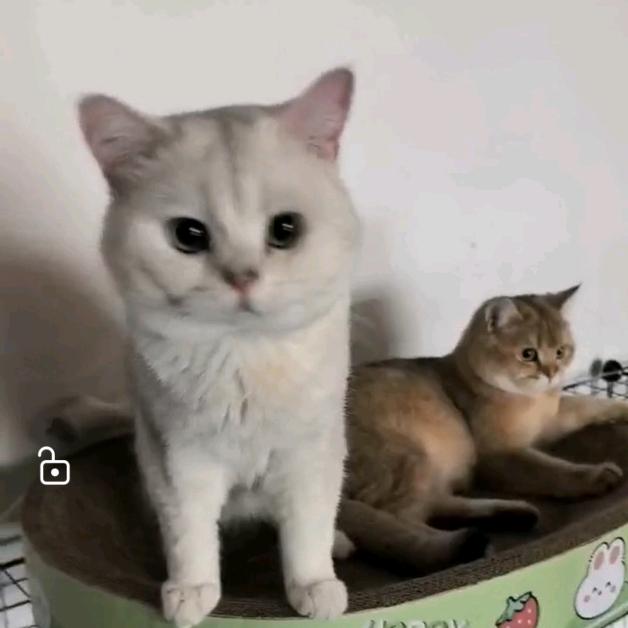 臭臭猫