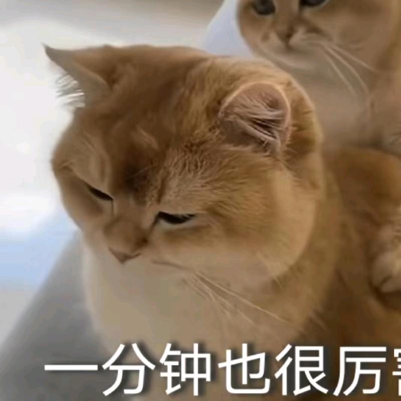 站起来吧，兄弟！