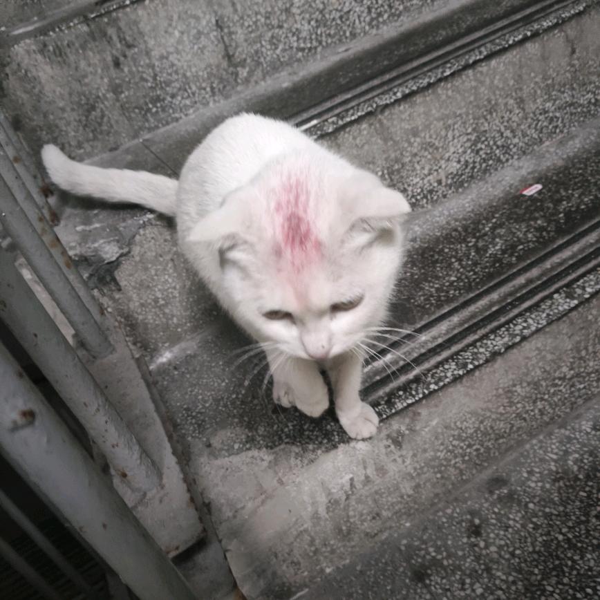 希与许