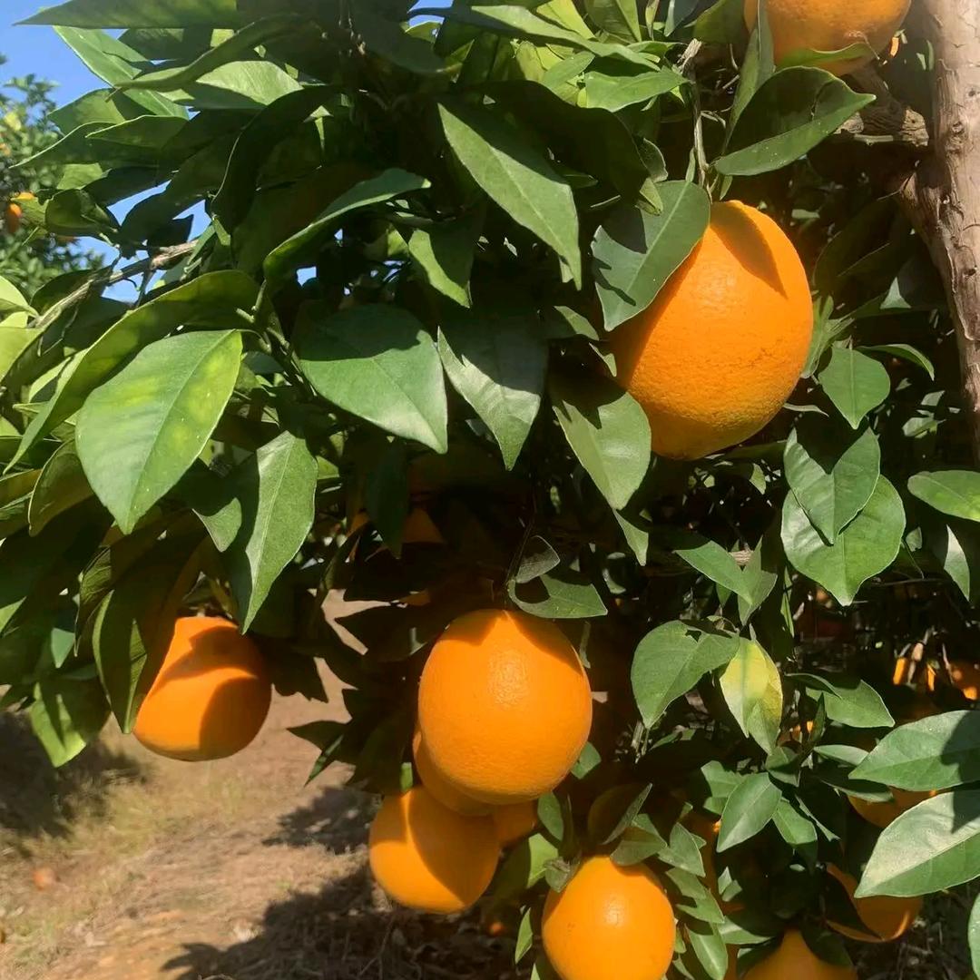 信丰脐橙