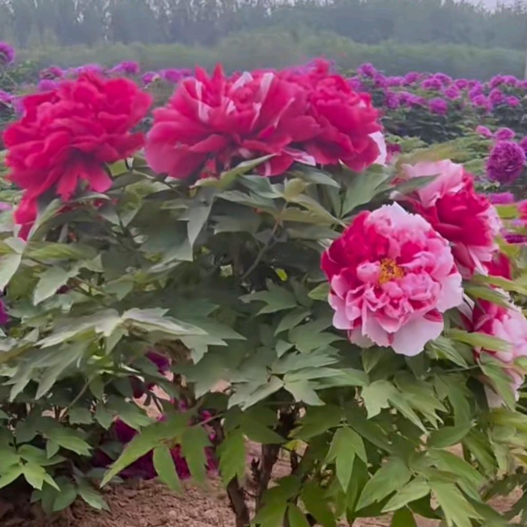 菏泽牡丹芍药花卉绿植