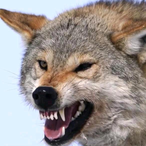 湖北省黄石市狼心县