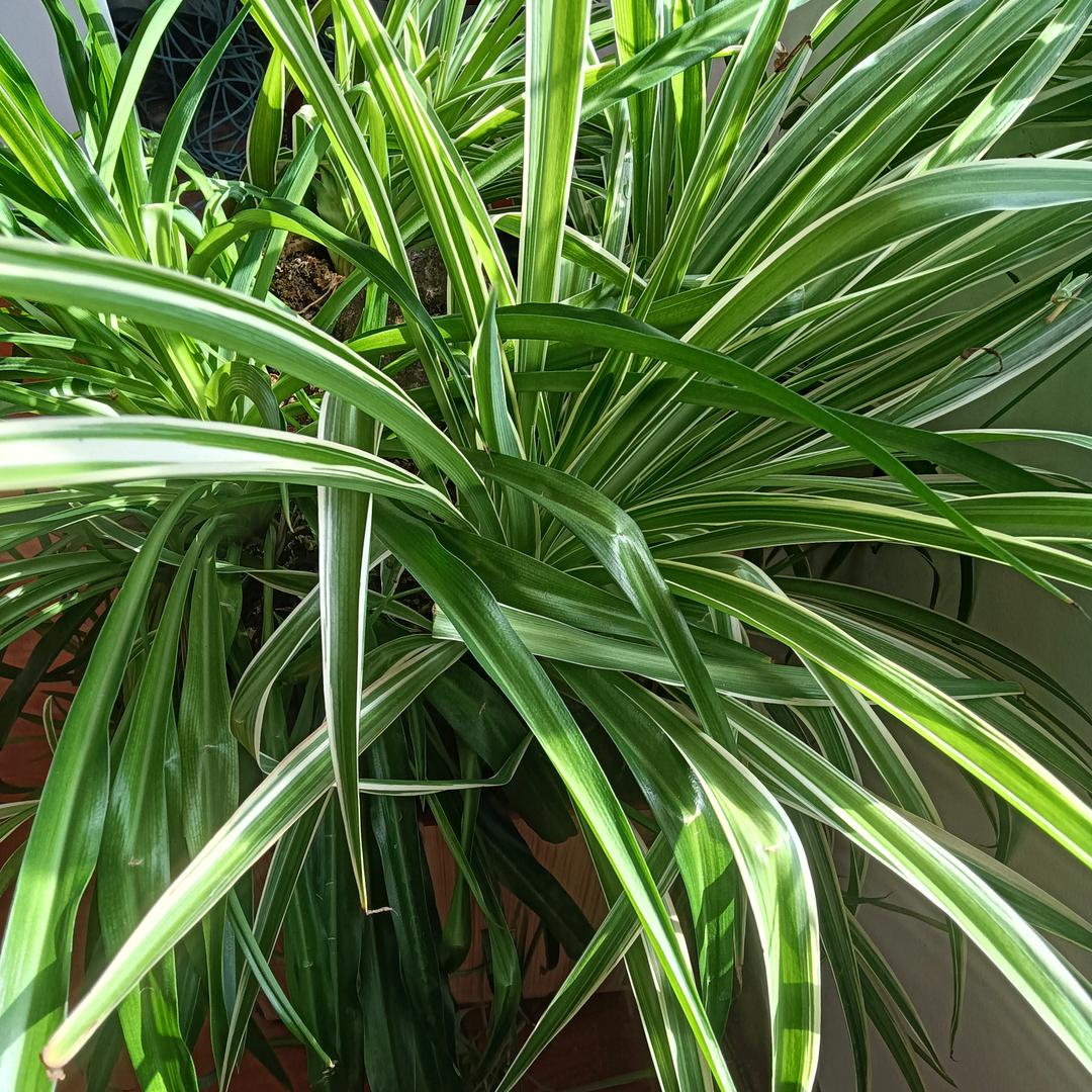 江苏子悦文化传媒